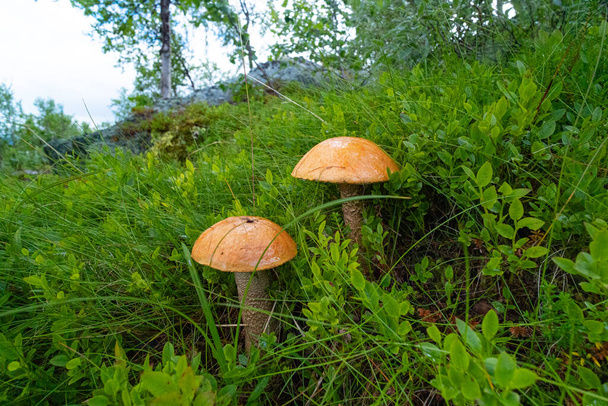 Prachtige eetbare paddenstoelen groeien in Noord Zweden. Zomer landschap van Noord-Europa wildernis. - Foto, afbeelding