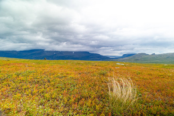 Prachtige zomer landschap met inheemse vegetatie in Sarek National Park, Zweden. Planten die groeien in de Noord-Europese wildernis. - Foto, afbeelding