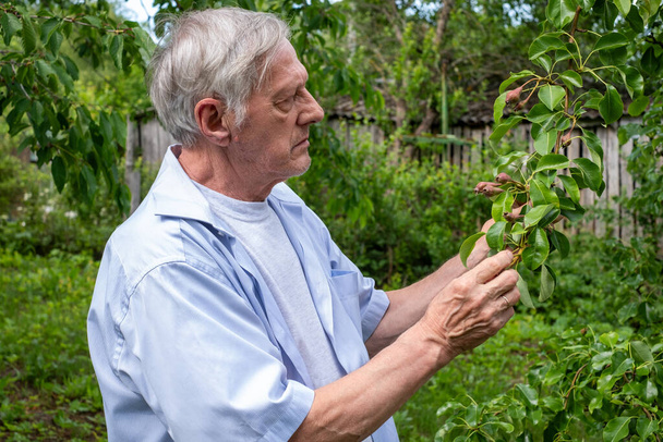 Avec l'intention et l'expertise, un jardinier âgé examine doucement les bourgeons d'un poirier, entouré par la verdure luxuriante de son jardin bien entretenu..  - Photo, image