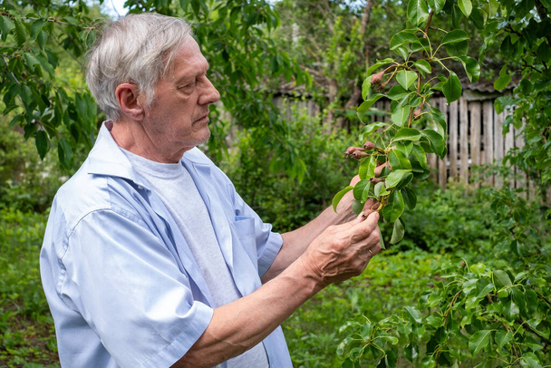 Сріблястий волохатий чоловік вивчає грушові дерева молодих фруктів, його зосереджений погляд відображає пристрасть до садівництва, встановлений на яскравому літньому фоні саду.  - Фото, зображення