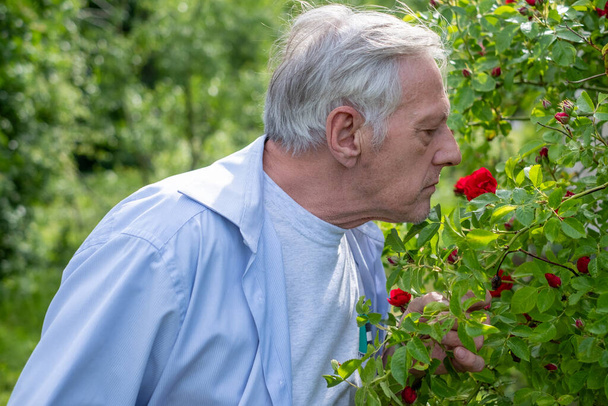 Konzentrierter älterer Mann mit silbernem Haar, der in einem üppigen Garten nach blühenden roten Rosen riecht und nach Anzeichen von Krankheiten oder Schädlingen zwischen den Blütenblättern sucht.  - Foto, Bild