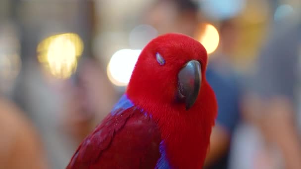 Papagaio de eclectus vermelho falando enquanto sentado em um poleiro ao redor das pessoas - Filmagem, Vídeo