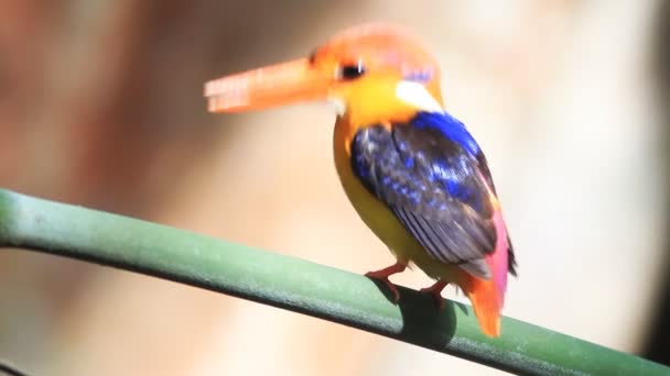 Black-backed Kingfisher or Three-toed Kingfisher - Footage, Video