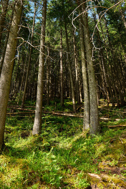Beau paysage forestier avec des arbres verts en journée d'été, Fond naturel - Photo, image