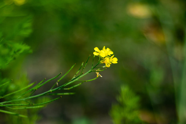 Mustard, Bright yellow flowers with four petals are found in terminal clusters. Mustard plant, extensively cultivated for oil and economically significant crop - Photo, Image