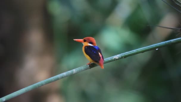 Kara sırtlı Kingfisher veya üç parmaklı Kingfisher - Video, Çekim