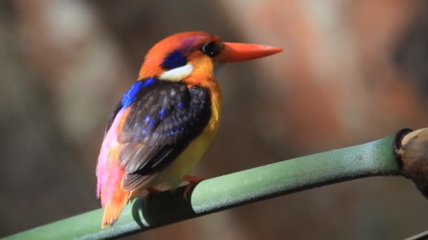Black-backed Kingfisher ή τρεις-toed αλκυόνα - Πλάνα, βίντεο