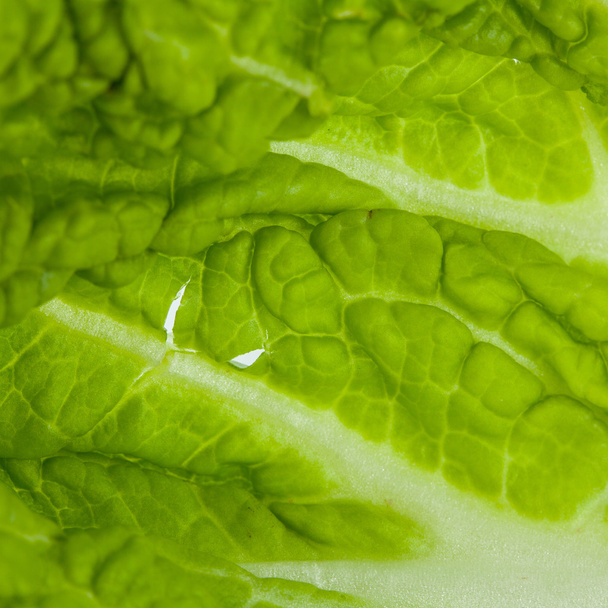 cabbage leaf - Foto, Bild