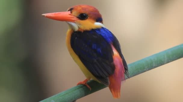 Black-backed Kingfisher ή τρεις-toed αλκυόνα - Πλάνα, βίντεο