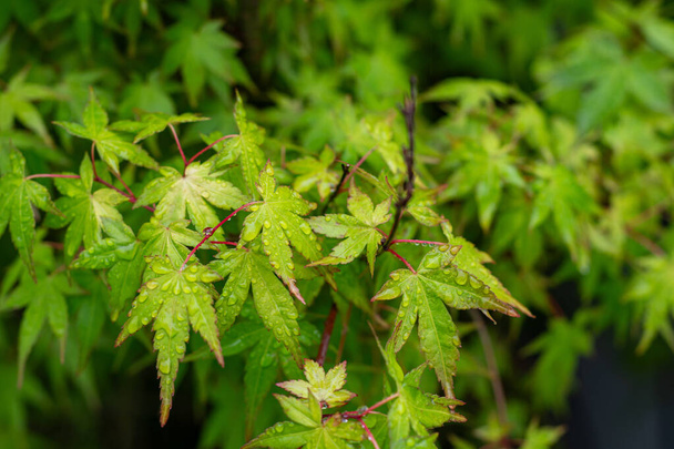 hojas verdes de arce japonés en primavera - Foto, Imagen