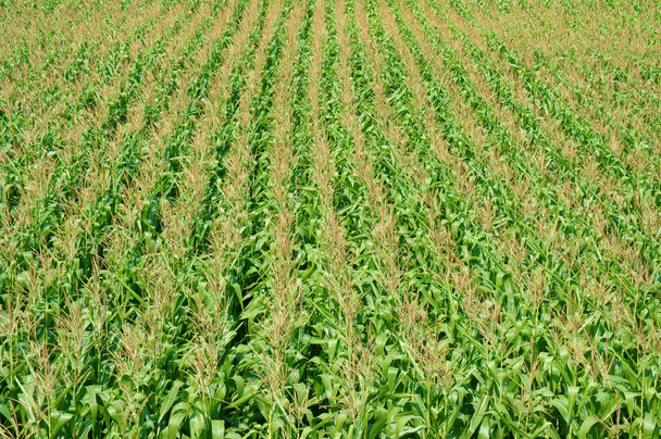 Maisfeld zwischen Reisfeldern - Foto, Bild