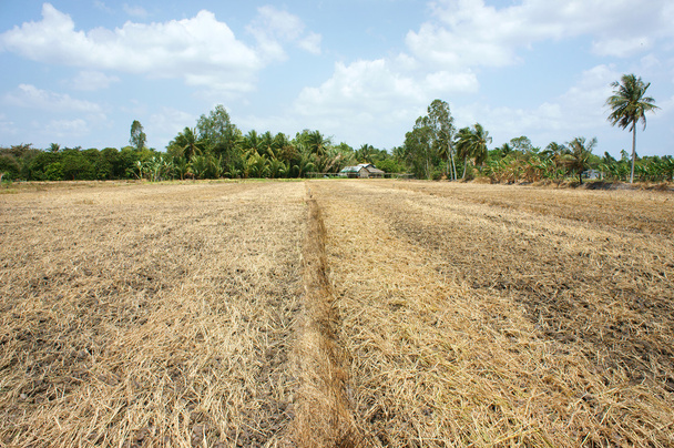 Paddy field, dry soil, drought land, hot weather - Photo, Image