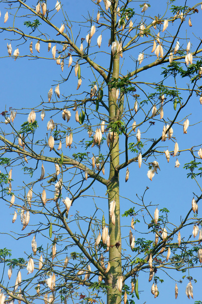 Silk cotton tree, Ceiba pentandra, kapok - Photo, Image