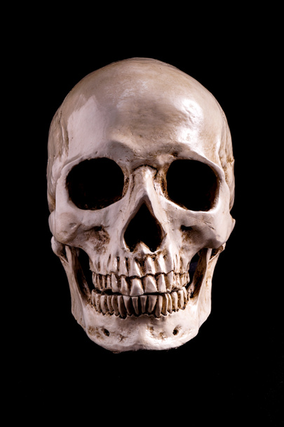 Skull Isolated on black - Photo, Image