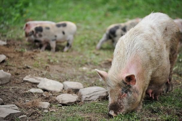 küçük domuz - Fotoğraf, Görsel