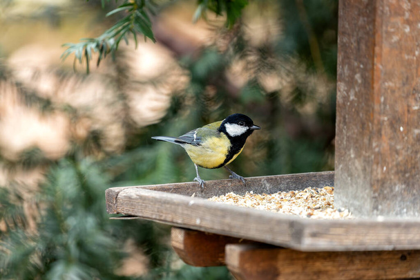 Busy Great Tit with black head & yellow chest, explores Dublin's National Botanic Gardens. - Foto, immagini