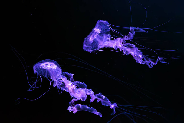 Fekete-tengeri csalán csoport, Chrysaora achlyos úszás sötét vízben akvárium tartály lila neon fény. Vízi élőlények, állatok, tenger alatti élet, biológiai sokféleség - Fotó, kép
