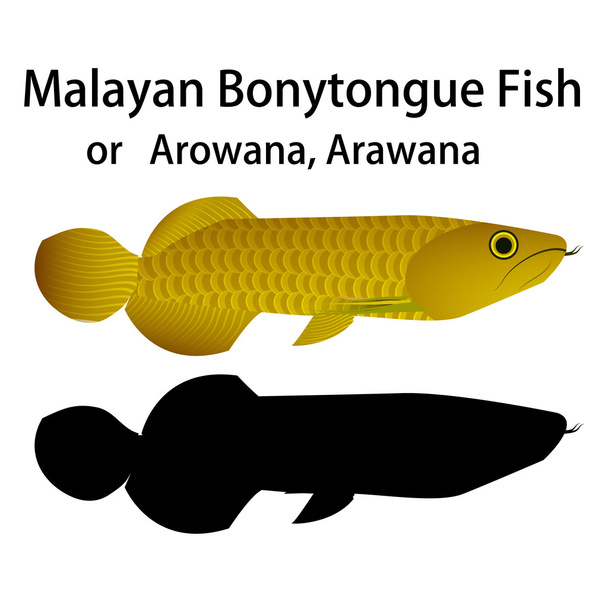 Bonytongue Malajski ryb - Wektor, obraz