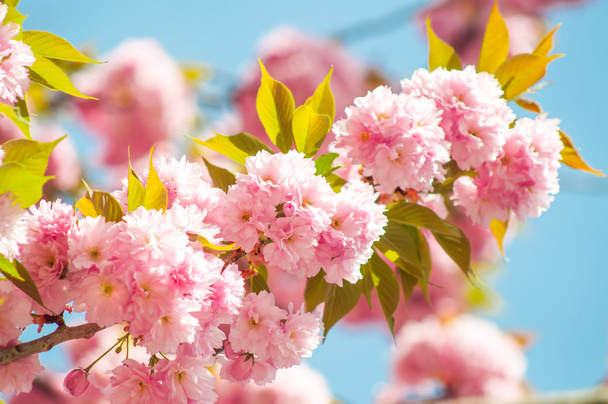 Japanese cherry in springtime - Photo, Image