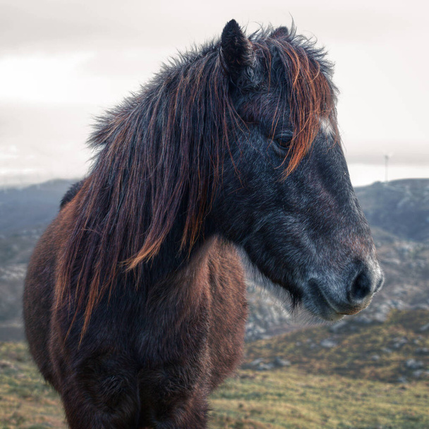 アバディン・ガリシアのXistral Mountain Rangeにあるネイティブ馬の肖像画を閉じる - 写真・画像