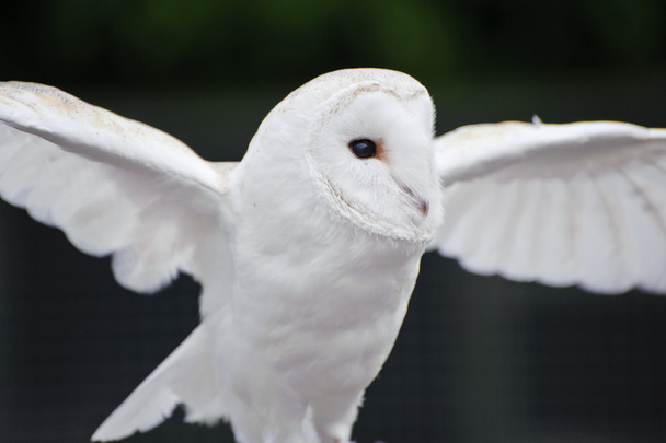 Barn owl ave de presa en exhibición de cetrería
 - Foto, Imagen