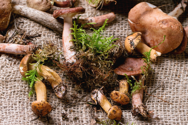 Mix of forest mushrooms - Fotografie, Obrázek