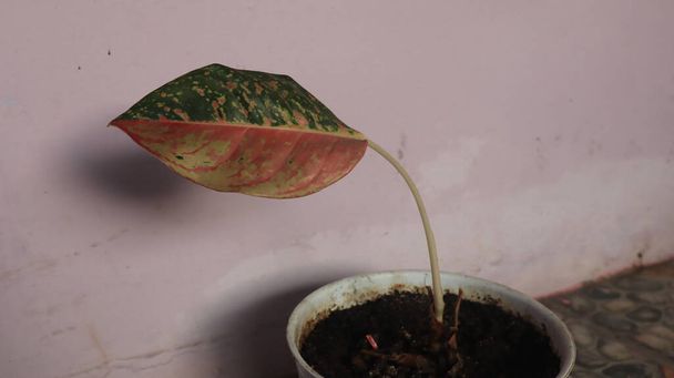 Przeczytaj Caladium Keladi Merah Leafe z brązowej gleby na White Pot - Zdjęcie, obraz