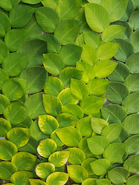 Texturierte hellgrüne Blätter von Schlingpflanzen Rhaphidophora celatocaulis Hayi korthalsii Schott Pflanzen wachsen kletternd, die sich auf alten Zementwänden ausbreiten. - Foto, Bild