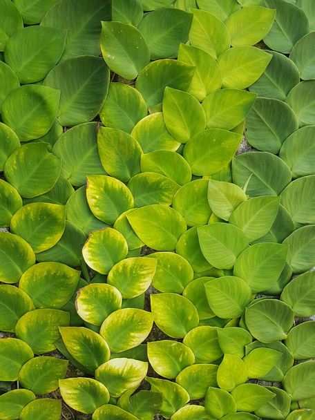 Teksturoidut kirkkaan vihreät lehdet hiipivät kasvit Rhaphidophora celatocaulis Hayi korthalsii Schott kasvit kasvavat kiipeilyä, joka leviää yli vanhan sementin seinään. - Valokuva, kuva