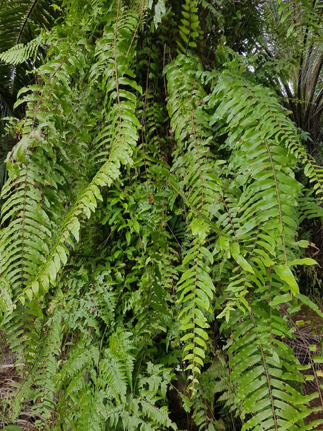 Sarmaşık bitkilerinin desenli yeşil yaprakları Rhaphidophora celatocaulis Hayi korthalsii Schott bitkileri eski çimento duvarına yayılan tırmanma bitkileri.. - Fotoğraf, Görsel