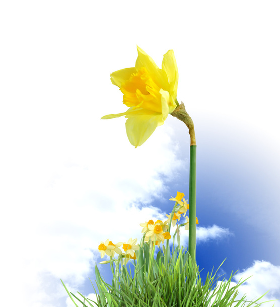 Blooming Daffodils - Photo, Image