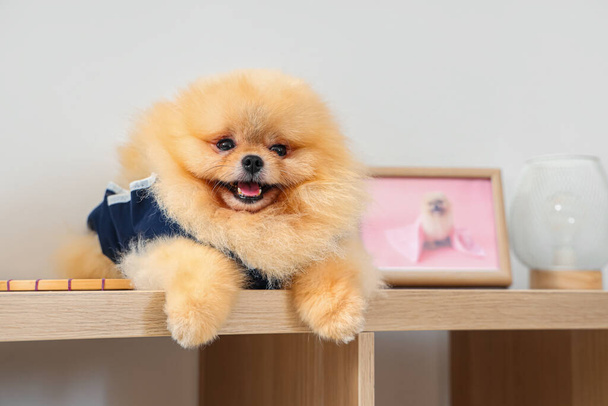 Χαριτωμένο Pomeranian σκυλί στο κοστούμι αποκατάστασης μετά την αποστείρωση που βρίσκεται στο ράφι στο σπίτι - Φωτογραφία, εικόνα
