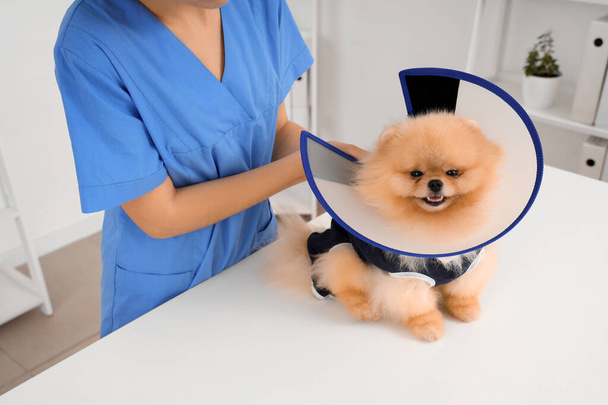 Lekarz weterynarii nakładający stożek na psa pomorskiego po sterylizacji w klinice, zbliżenie - Zdjęcie, obraz