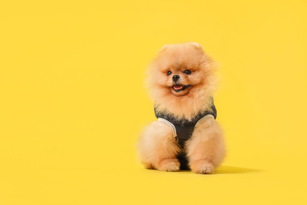 Cute Pomeranian dog in recovery suit after sterilization on yellow background - Photo, Image