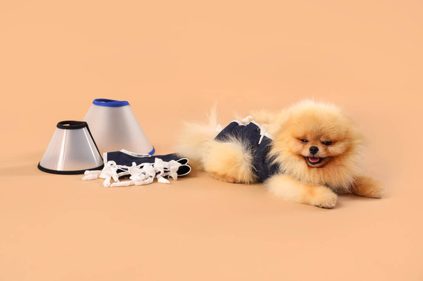 Cute Pomeranian dog in recovery suit after sterilization with cones on beige background - Photo, Image