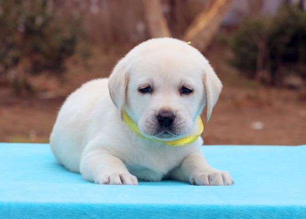 mavi bir arka plan üzerinde Labrador köpek yavrusu - Fotoğraf, Görsel