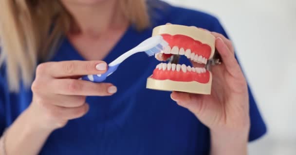 Γυναίκα οδοντίατρος επιδεικνύει τεχνική για τον καθαρισμό των δοντιών χρησιμοποιώντας οδοντόβουρτσα στο σαγόνι μοντέλο. Έμφαση στα μέτρα κατά των κοιλοτήτων και των οδοντικών παθήσεων - Πλάνα, βίντεο