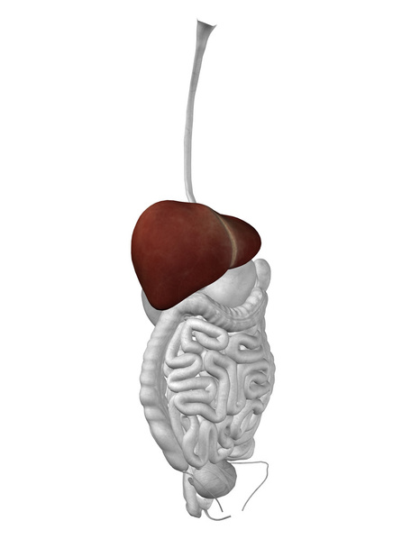 органів печінки і травної системи
 - Фото, зображення