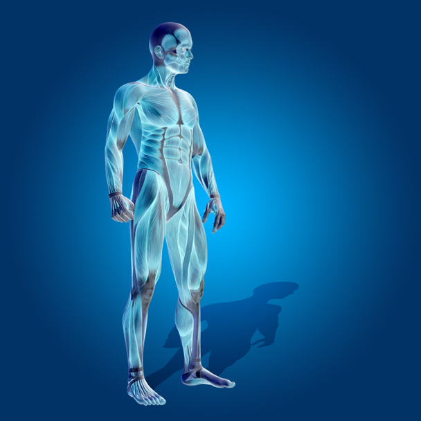 conceptual body with muscles - Photo, Image