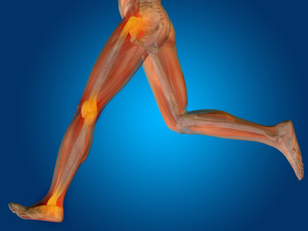 Анатомия человека
 - Фото, изображение