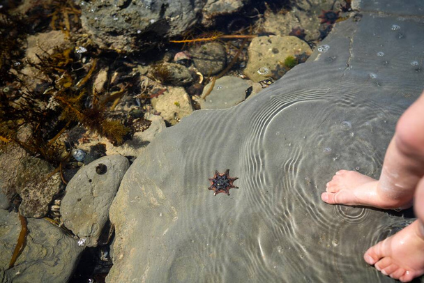 αστερίας σε μια πισίνα βράχων στην παραλία που αναπτύσσεται σε βράχους, ενώ κύματα σπάνε πάνω τους και φύκια ταύρου που αναπτύσσονται σε βράχους στον ωκεανό στην Αυστραλία. Κύματα που κινούν φύκια  - Φωτογραφία, εικόνα