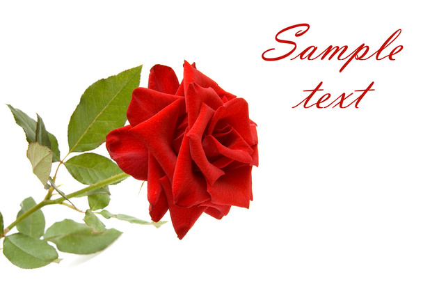czerwona róża z miejsca na tekst - Zdjęcie, obraz
