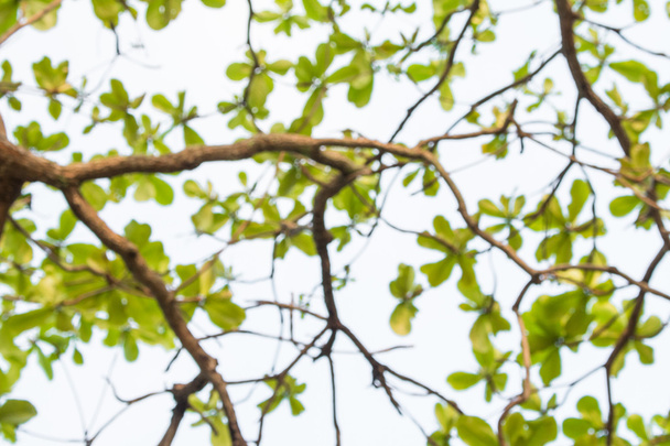 bulanık ağaç soyut doğa arka plan - Fotoğraf, Görsel