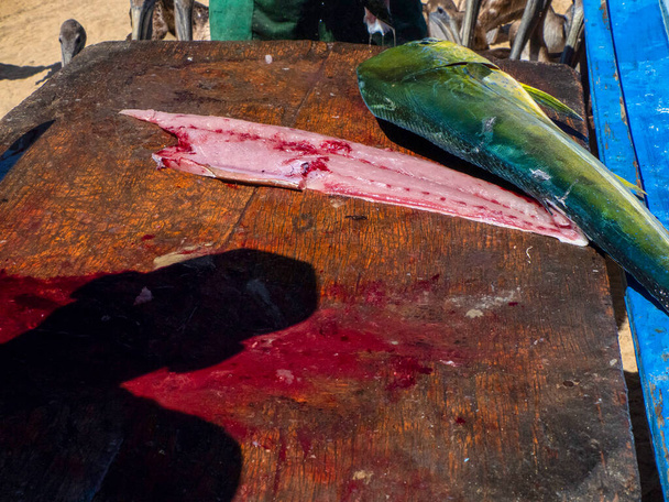 Un poisson Mahi Mahi / Dorado sur une table de nettoyage de pêcheur au Mexique baja californie sur - Photo, image