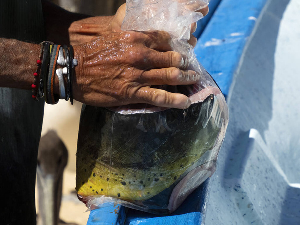 Un pescado Mahi Mahi / Dorado en la mesa de limpieza de pescadores en México Baja California Sur - Foto, imagen