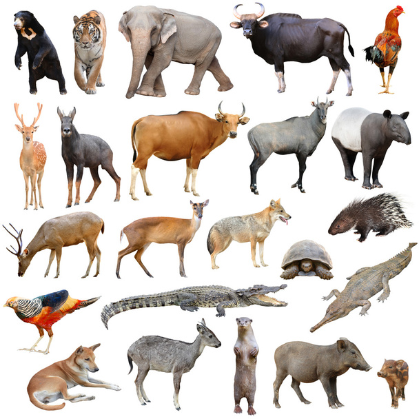 izolowane zwierzęta azjatyckie - Zdjęcie, obraz