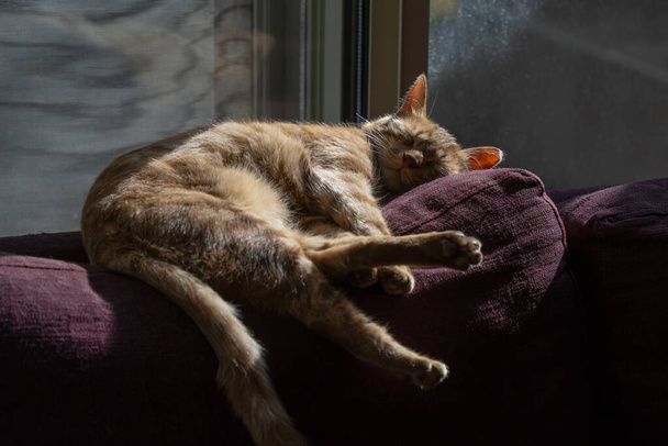 太陽の光の中で寝ているジンジャータビー猫,ソファーの背後にある. - 写真・画像