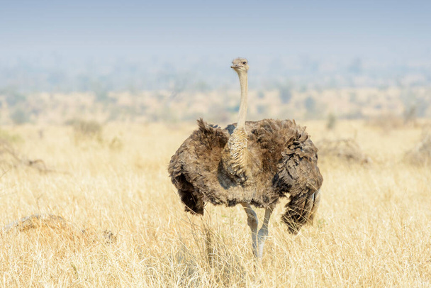 Ostrich (Struthio camelus) female standing on savanna, Kruger National Park, South Africa - Photo, Image