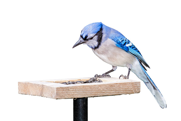 Un bluejay siede sulla cima di un alimentatore di semi di girasole. Fondo bianco. - Foto, immagini
