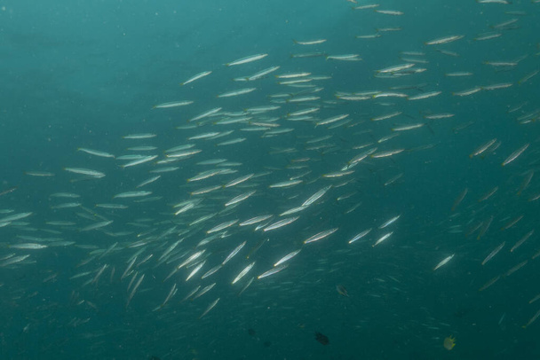 Рыбы плавают в Филиппинском море - Фото, изображение